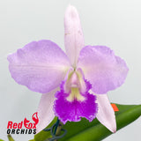 Brassocattleya Island Charm 'Carmela' X Blc. Bouton D'Or 'Orange Glow'