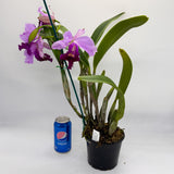 Cattleya purpurata semi alba Blue Purple X Lc. Memoria Robert Strait 'Islander Delight'