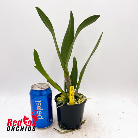 Cahuzacara Sherbet 'Topaz'