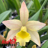 Cahuzacara Sherbet 'Topaz'