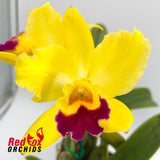 Laeliocattleya Magic Melody 'Superb' X Blc. Home Hill 'Bridal Blush'