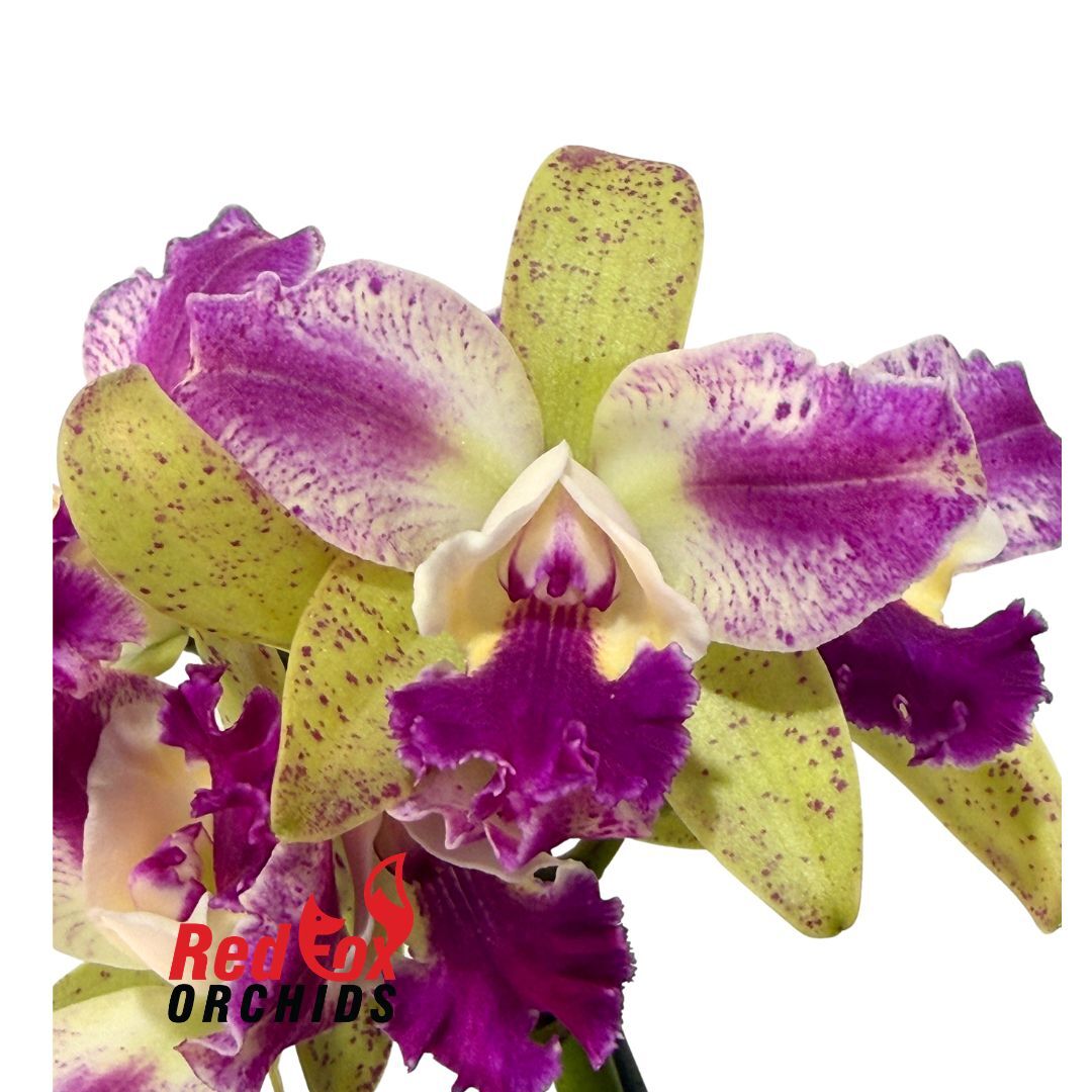 Cattleya Penny Kuroda (4n) X Blc. Great Hero 'Lea' 2.0