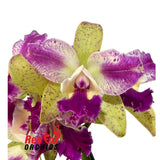 Cattleya Penny Kuroda (4n) X Blc. Great Hero 'Lea' 2.0