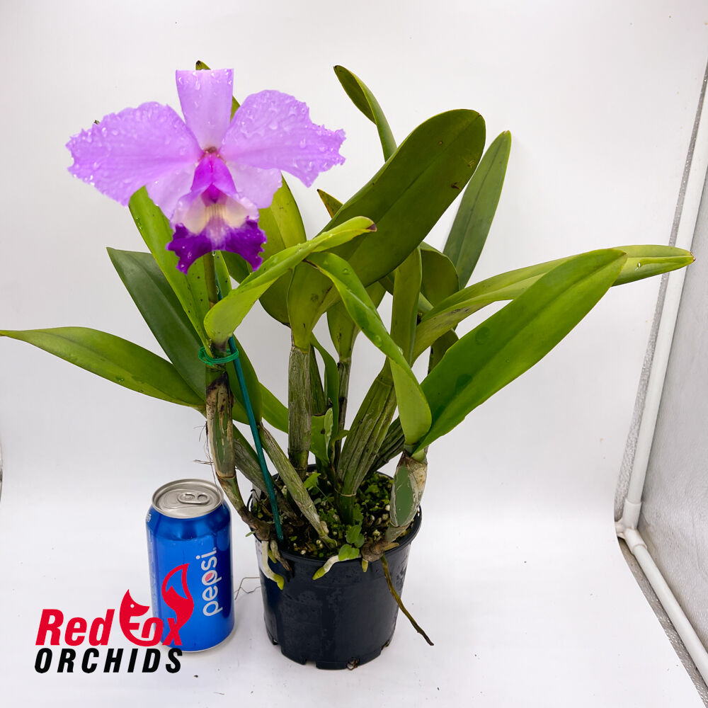 Cattleya Betsy's Azure Sea (4n) X C. purpurata semi-alba coerulea