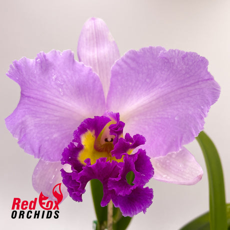 Brassolaeliocattleya Burdekin News