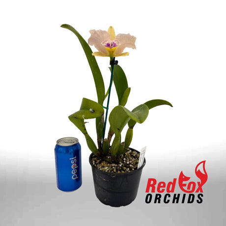 Brassolaeliocattleya Topaz Impact 'Supreme Pot' X Blc. Margaret Goldston 'Caramel'