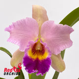 Brassolaeliocattleya Lovely Toshie 'H&R' X Blc. Burdekin Dream 'Christine'