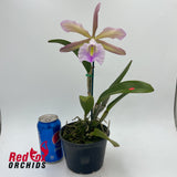 Cattleya Gene May 'Southern Cross' x Rhyncholaelia digbyana 'Mrs Chase' (second plant)