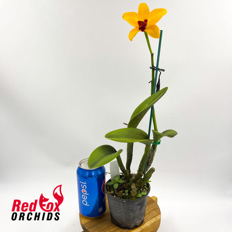 Laeliocattleya Tropical Chip 'Space Time' x Brassolaeliocattleya Mount Isa 'Deborah'