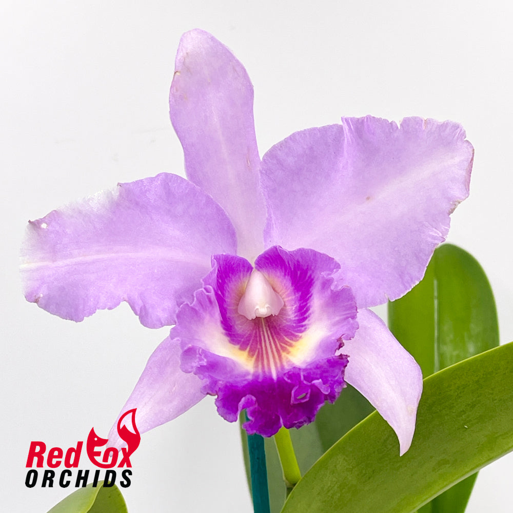 Laeliocattleya Susan Holcombe X Pot. Susan Fender 'Beaufort Gold'