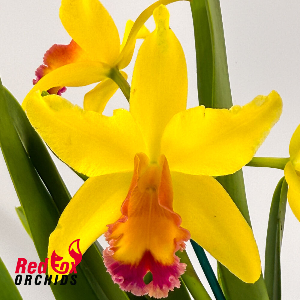 Potinara Little Magician 'Gold & Red' x Brassolaeliocattleya Tzeng-Wen Dragon 'Suntan'