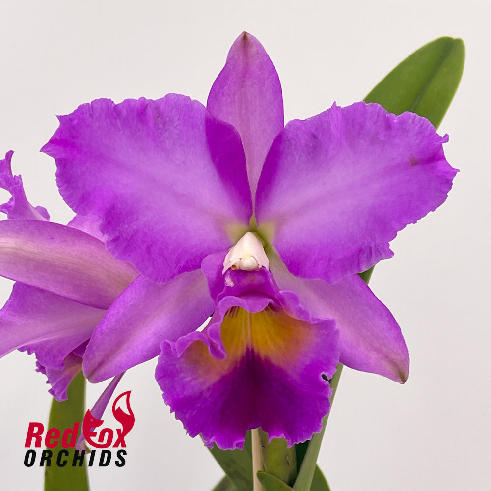 Brassolaeliocattleya (Burdekin delight x Narooma) x Roy Maidment 'Dawn Light'