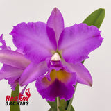Brassolaeliocattleya (Burdekin delight x Narooma) x Roy Maidment 'Dawn Light'