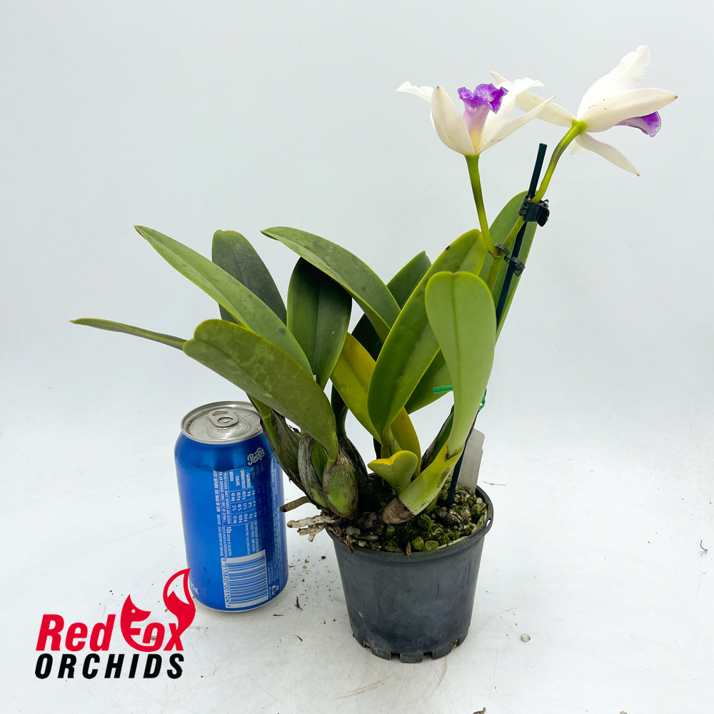 Brassolaeliocattleya Haw Yuan Beauty 'Hong' X Pot. Little Magician 'Gold & Red'