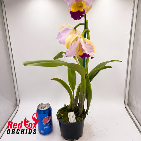 Laeliocattleya Magic Melody 'Superb' X Blc. Abigail Wilkinson