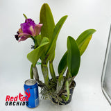 Brassolaeliocattleya Glenn Maidment 'Southern Cross' x Tsutung Beauty 'C.S.'
