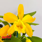 Brassolaeliocattleya Topaz Suitor X Blc. Great Hero 'Lea'