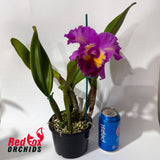Laeliocattleya Mari's Song 'CTM-217' x Brassolaeliocattleya Brunswick Gem 'Coral'