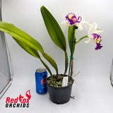 Brassolaeliocattleya California Girl 'Orchid Library' X Blc. Chunyeah 'Taiwan Queen'