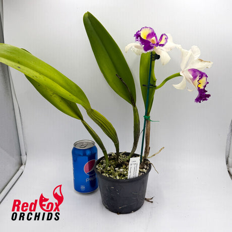 Brassolaeliocattleya California Girl 'Orchid Library' X Blc. Chunyeah 'Taiwan Queen'