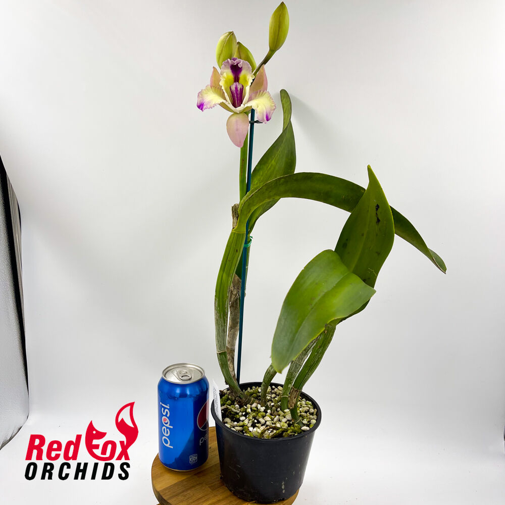 Laeliocattleya Angel Heart 'Hihimanu' x (Mari's Song x Supersonic)