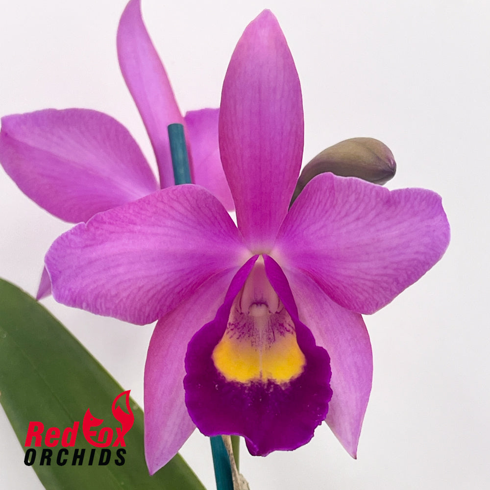 Brassolaeliocattleya Topaz Love 'Dark on Darker' X Burdekin Delight 'Dreamtime'