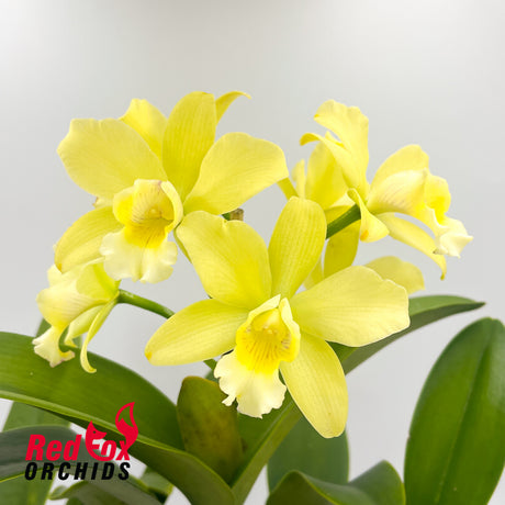 Brassocattleya Topaz Cauloso x Pokai Tangerine 'Lea'