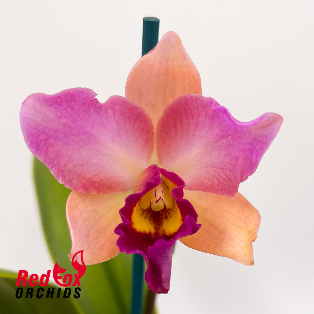 Brassolaeliocattleya Momilani Rainbow The Gypsy' X Blc. Lady Wilme 'Topaz Yellow'