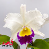 Brassolaeliocattleya (Haw Yuan Beauty X Melody Fair) 'Tall Splash' X Blc. Burdekin Bells 'Lynette'