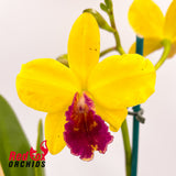 Brassolaeliocattleya Tzeng-Wen Dragon 'Orange, Red Splash' X Blc. Lovely Toshie 'H&R'