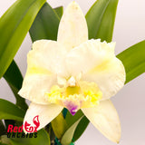 Brassolaeliocattleya Topaz Georgie Girl