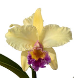 Brassolaeliocattleya Topaz Georgie Girl x Blc George King 'Serendipity'