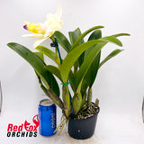 Brassolaeliocattleya Topaz Georgie Girl