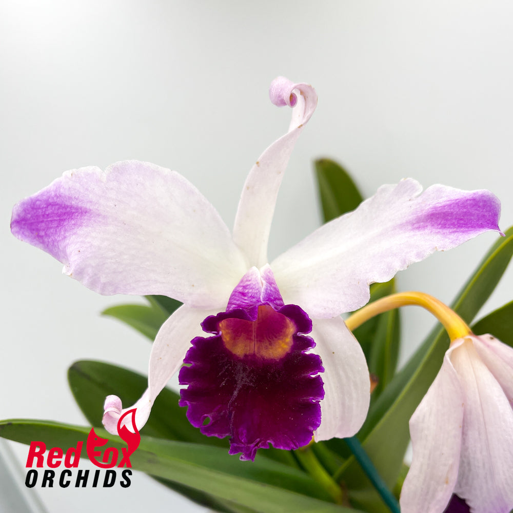 Laeliocattleya (Shirayukihime X Orglade's Glow) semi-alba X C. purpurata semi-alba 'Big & Tall'