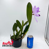 Laeliocattleya (Shirayukihime X Orglade's Glow) semi-alba X C. purpurata semi-alba 'Big & Tall'
