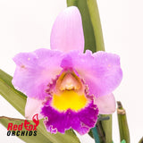 Rechingerara Topaz Fandango