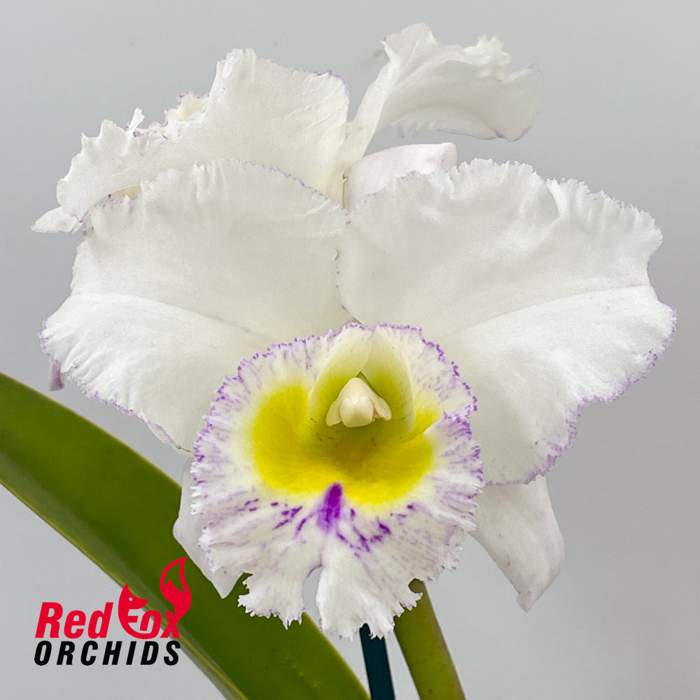 Brassolaeliocattleya Burdekin Beauty 'Mary' OK semi-alba X Blc. Burdekin News