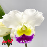 Laeliocattleya Stephen Oliver Fouraker X Blc. Burdekin News 'Super Semi-Alba'