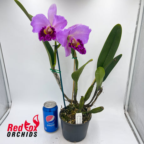 Brassolaeliocattleya Topaz Dancer 'Coral' X Blc. Good News 'Burdekin'