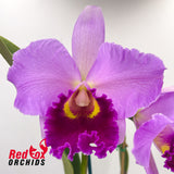 Brassolaeliocattleya Topaz Dancer 'Coral' X Blc. Good News 'Burdekin'