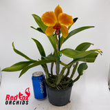 Laeliocattleya Susan Holcombe 'Yellow & Red' X Pot. (Burdekin Sunshine X Burdekin Happy Face)