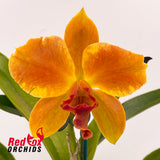 Laeliocattleya Susan Holcombe 'Yellow & Red' X Pot. (Burdekin Sunshine X Burdekin Happy Face)