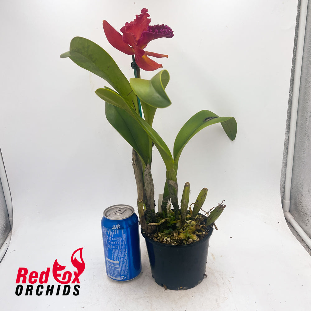 Brassolaeliocattleya Aran Red