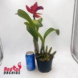 Brassolaeliocattleya Aran Red