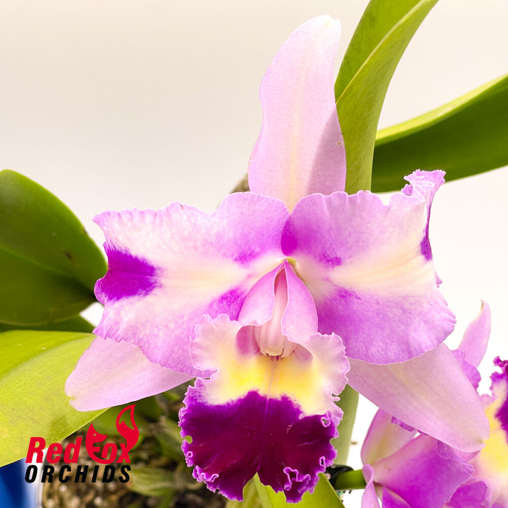 Cattleya Mari's Song x Rhyncholaeliocattleya Deception Peak