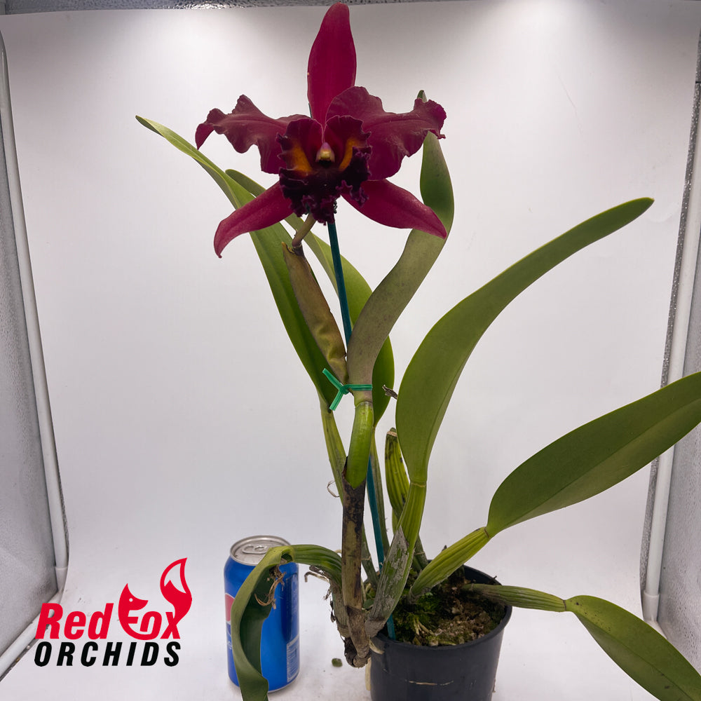 Potinara Sebastian Scalia 'Sicily' x Brassolaeliocattleya Oconee 'Mendenhall'