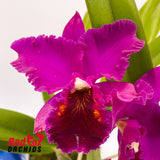 Brassolaeliocattleya Glenn Maidment x Oconee 'Mendenhall'