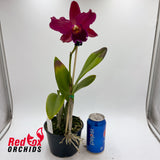 Sophrolaeliocattleya Jungle Hotspot x Potinara Sebastian Scalia 'Ruby'
