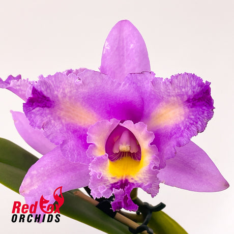 Brassolaeliocattleya Aussie Flare T'nt