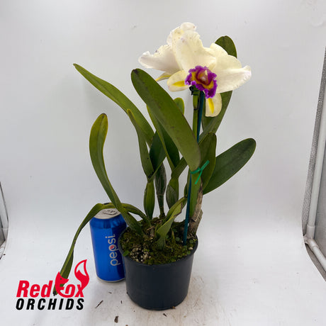 Brassolaeliocattleya Topaz Impact x Burdekin News